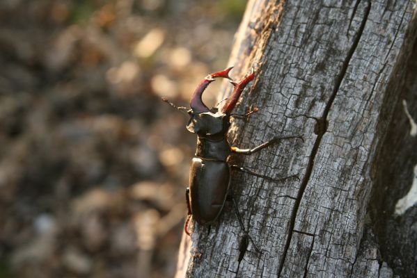 Veľký Klíž, 21.5.2016
Suťový les na vrchu Veľká Suchá - roháč Lucanus cervus.
Klíčová slova: Veľký Klíž vrch Veľká Suchá Lucanus cervus