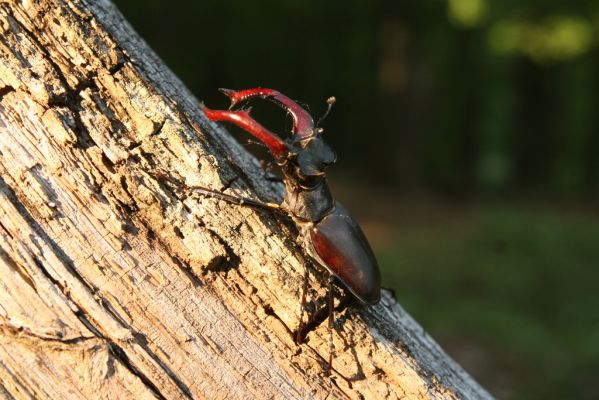 Veľký Klíž, 21.5.2016
Suťový les na vrchu Veľká Suchá - roháč Lucanus cervus.
Klíčová slova: Veľký Klíž vrch Veľká Suchá Lucanus cervus