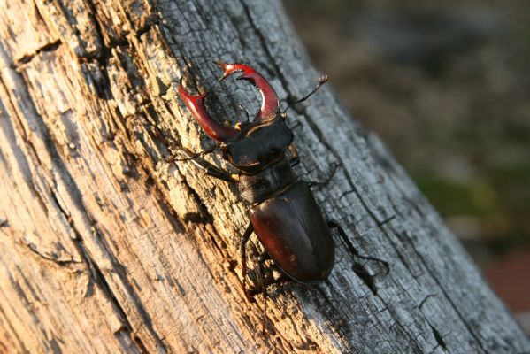 Veľký Klíž, 21.5.2016
Suťový les na vrchu Veľká Suchá - roháč Lucanus cervus.
Keywords: Veľký Klíž vrch Veľká Suchá Lucanus cervus