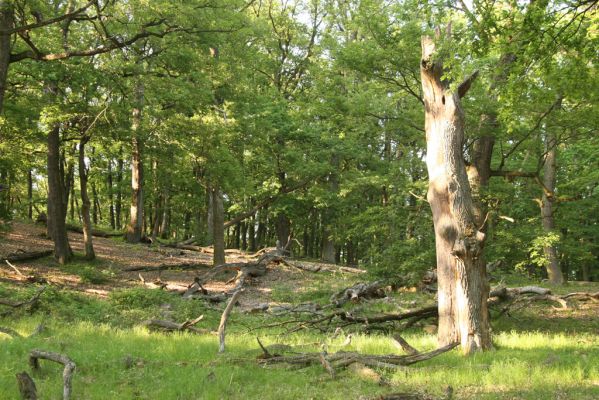 Veľký Klíž, 21.5.2016
Suťový les na vrchu Veľká Suchá.
Schlüsselwörter: Veľký Klíž vrch Veľká Suchá Procraerus tibialis