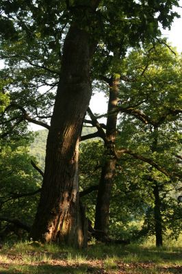 Veľký Klíž, 21.5.2016
Suťový les na vrchu Veľká Suchá.
Klíčová slova: Veľký Klíž vrch Veľká Suchá