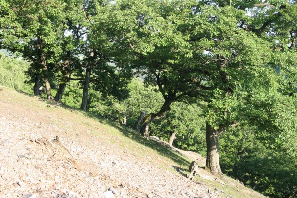 Veľký Klíž, 21.5.2016
Suťový les na vrchu Veľká Suchá - západné svah.
Schlüsselwörter: Veľký Klíž vrch Veľká Suchá