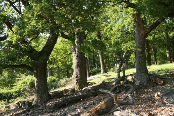 Veľký Klíž, 21.5.2016
Suťový les na vrchu Veľká Suchá - západní svah.
Klíčová slova: Veľký Klíž vrch Veľká Suchá Čepelák