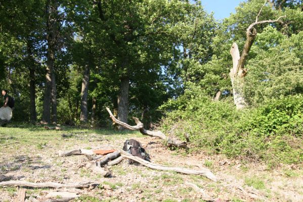 Veľký Klíž, 21.5.2016
Suťový les na vrchu Veľká Suchá - západní svah.
Klíčová slova: Veľký Klíž vrch Veľká Suchá