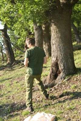 Veľký Klíž, 21.5.2016
Suťový les na vrchu Veľká Suchá - západní svah.
Klíčová slova: Veľký Klíž vrch Veľká Suchá Čepelák
