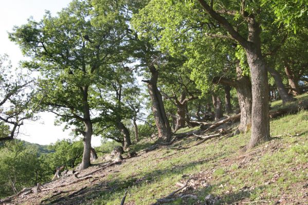 Veľký Klíž, 21.5.2016
Suťový les na vrchu Veľká Suchá - západní svah.
Klíčová slova: Veľký Klíž vrch Veľká Suchá