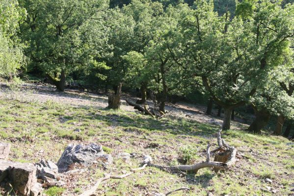 Veľký Klíž, 21.5.2016
Suťový les na vrchu Veľká Suchá - západní svah.
Klíčová slova: Veľký Klíž vrch Veľká Suchá