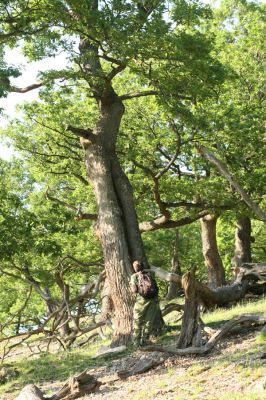 Veľký Klíž, 21.5.2016
Suťový les na vrchu Veľká Suchá - západní svah.
Klíčová slova: Veľký Klíž vrch Veľká Suchá Čepelák