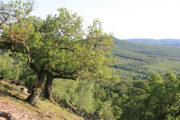 Veľký Klíž, 21.5.2016
Suťový les na vrchu Veľká Suchá - západní svah.
Klíčová slova: Veľký Klíž vrch Veľká Suchá