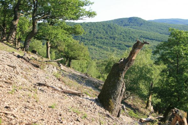 Veľký Klíž, 21.5.2016
Suťový les na vrchu Veľká Suchá - západní svah. V pozadí Prostredná skala.
Klíčová slova: Veľký Klíž vrch Veľká Suchá Prostredná skala Cardiophorus anticus