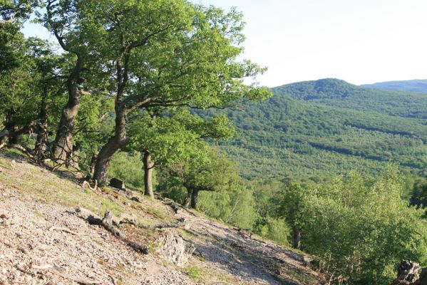 Veľký Klíž, 21.5.2016
Suťový les na vrchu Veľká Suchá - západní svah. V pozadí Prostredná skala.
Klíčová slova: Veľký Klíž vrch Veľká Suchá Prostredná skala