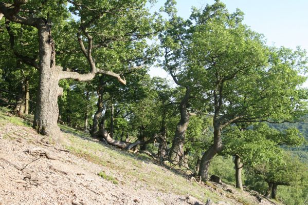 Veľký Klíž, 21.5.2016
Suťový les na vrchu Veľká Suchá - západní svah.
Klíčová slova: Veľký Klíž vrch Veľká Suchá