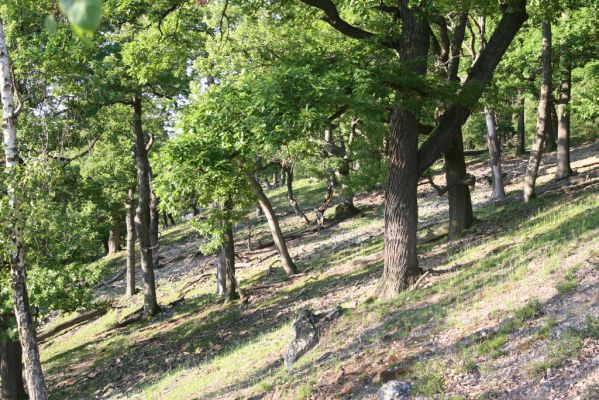 Veľký Klíž, 21.5.2016
Suťový les na vrchu Veľká Suchá - západní svah.
Klíčová slova: Veľký Klíž vrch Veľká Suchá