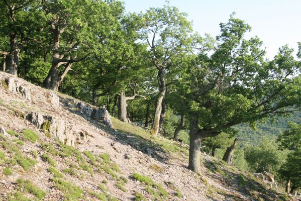 Veľký Klíž, 21.5.2016
Suťový les na vrchu Veľká Suchá - západní svah.
Klíčová slova: Veľký Klíž vrch Veľká Suchá