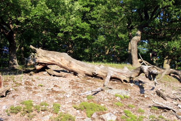 Veľký Klíž, 21.5.2016
Suťový les na vrchu Veľká Suchá - západní svah.
Klíčová slova: Veľký Klíž vrch Veľká Suchá