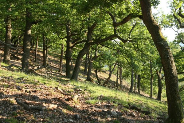 Veľký Klíž, 21.5.2016
Suťový les na vrchu Veľká Suchá - západní svah.
Klíčová slova: Veľký Klíž vrch Veľká Suchá