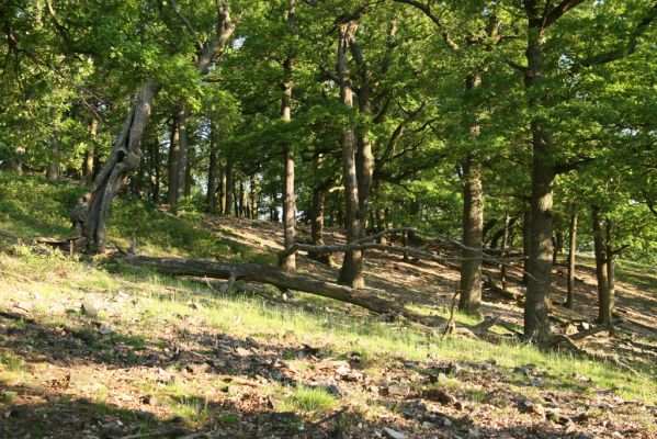 Veľký Klíž, 21.5.2016
Suťový les na vrchu Veľká Suchá - západní svah.
Klíčová slova: Veľký Klíž vrch Veľká Suchá