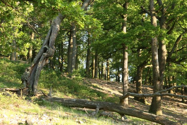 Veľký Klíž, 21.5.2016
Suťový les na vrchu Veľká Suchá - západní svah.
Schlüsselwörter: Veľký Klíž vrch Veľká Suchá