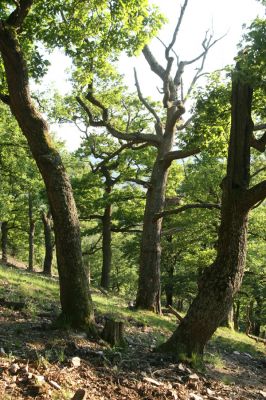 Veľký Klíž, 21.5.2016
Suťový les na vrchu Veľká Suchá - západní svah.
Keywords: Veľký Klíž vrch Veľká Suchá
