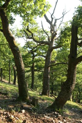 Veľký Klíž, 21.5.2016
Suťový les na vrchu Veľká Suchá - západní svah.
Klíčová slova: Veľký Klíž vrch Veľká Suchá