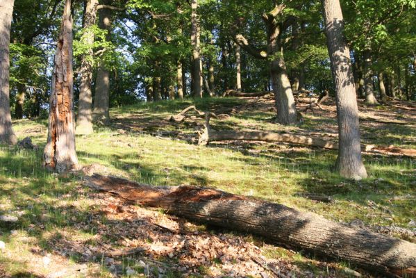 Veľký Klíž, 21.5.2016
Suťový les na vrchu Veľká Suchá - západní svah.
Klíčová slova: Veľký Klíž vrch Veľká Suchá Ampedus quadrisignatus