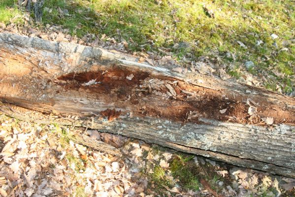 Veľký Klíž, 21.5.2016
Suťový les na vrchu Veľká Suchá - západní svah.
Klíčová slova: Veľký Klíž vrch Veľká Suchá Ampedus quadrisignatus