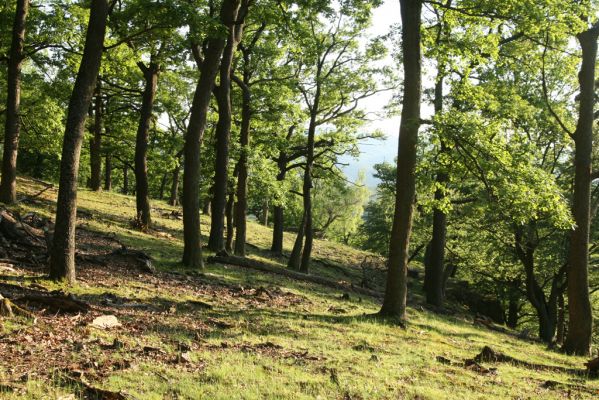 Veľký Klíž, 21.5.2016
Suťový les na vrchu Veľká Suchá - západní svah.
Mots-clés: Veľký Klíž vrch Veľká Suchá