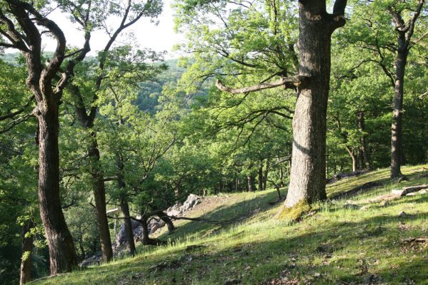 Veľký Klíž, 21.5.2016
Suťový les na vrchu Veľká Suchá - západní svah.
Klíčová slova: Veľký Klíž vrch Veľká Suchá Anostirus purpureus Cardiophorus anticus