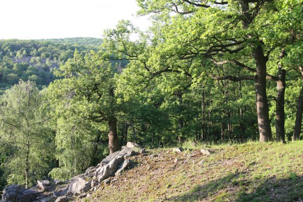 Veľký Klíž, 21.5.2016
Suťový les na vrchu Veľká Suchá - západní svah.
Schlüsselwörter: Veľký Klíž vrch Veľká Suchá Anostirus purpureus Cardiophorus anticus