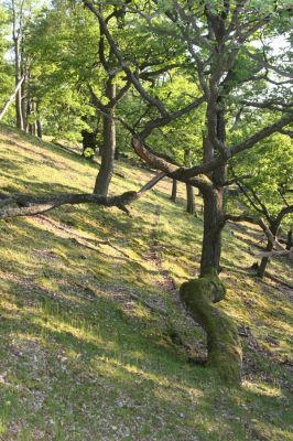 Veľký Klíž, 21.5.2016
Suťový les na vrchu Veľká Suchá - západní svah.
Mots-clés: Veľký Klíž vrch Veľká Suchá