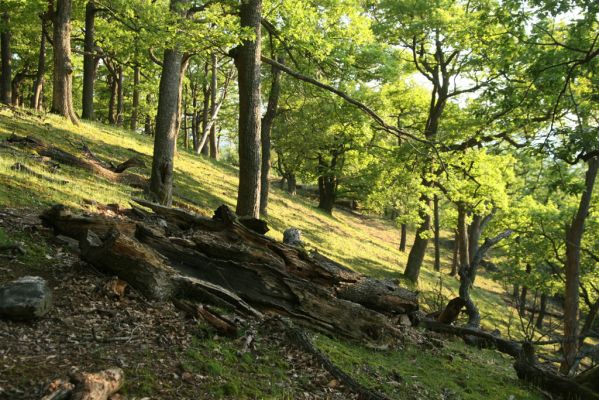 Veľký Klíž, 21.5.2016
Suťový les na vrchu Veľká Suchá - západní svah.
Klíčová slova: Veľký Klíž vrch Veľká Suchá