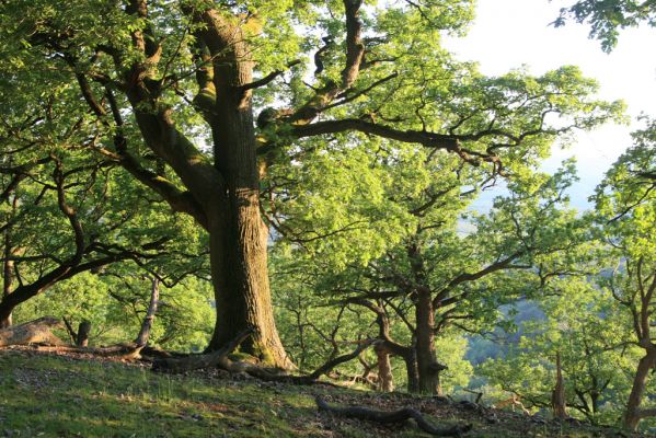 Veľký Klíž, 21.5.2016
Suťový les na vrchu Veľká Suchá - západní svah.
Klíčová slova: Veľký Klíž vrch Veľká Suchá