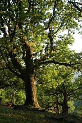 Veľký Klíž, 21.5.2016
Suťový les na vrchu Veľká Suchá - západní svah.
Klíčová slova: Veľký Klíž vrch Veľká Suchá