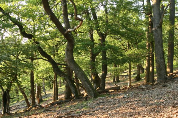 Veľký Klíž, 21.5.2016
Suťový les na vrchu Veľká Suchá - západní svah.
Klíčová slova: Veľký Klíž vrch Veľká Suchá