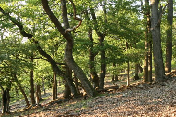 Veľký Klíž, 21.5.2016
Suťový les na vrchu Veľká Suchá - západní svah.
Keywords: Veľký Klíž vrch Veľká Suchá