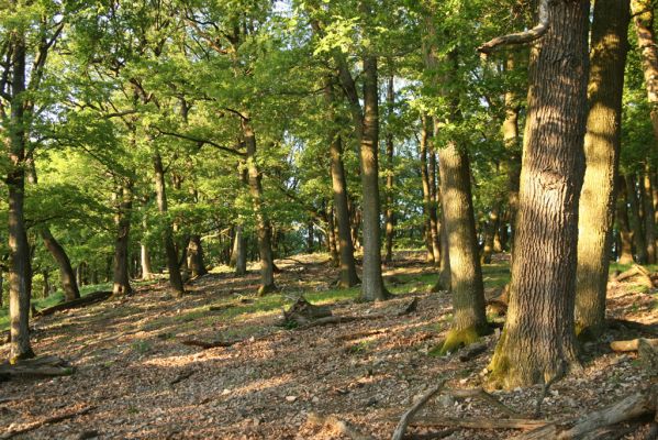 Veľký Klíž, 21.5.2016
Suťový les na vrchu Veľká Suchá - západní svah.
Klíčová slova: Veľký Klíž vrch Veľká Suchá