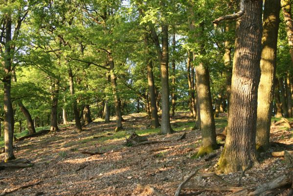 Veľký Klíž, 21.5.2016
Suťový les na vrchu Veľká Suchá - západní svah.
Mots-clés: Veľký Klíž vrch Veľká Suchá