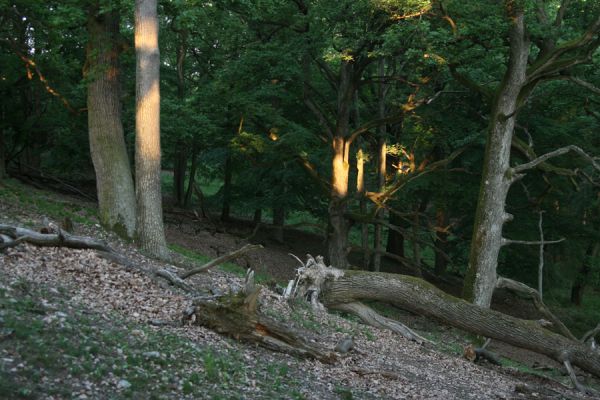 Veľký Klíž, 21.5.2016
Suťový les na vrchu Veľká Suchá.
Klíčová slova: Veľký Klíž vrch Veľká Suchá