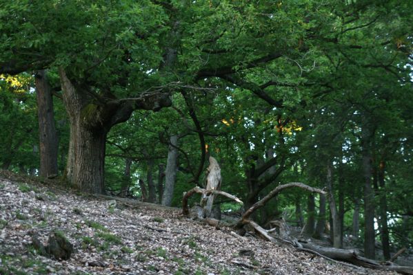 Veľký Klíž, 21.5.2016
Suťový les na vrchu Veľká Suchá.
Klíčová slova: Veľký Klíž vrch Veľká Suchá
