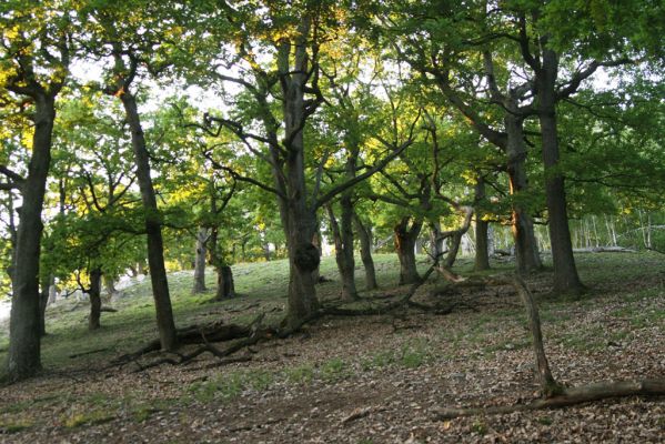 Veľký Klíž, 21.5.2016
Suťový les na vrchu Veľká Suchá.
Klíčová slova: Veľký Klíž vrch Veľká Suchá