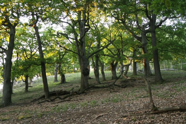 Veľký Klíž, 21.5.2016
Suťový les na vrchu Veľká Suchá.
Mots-clés: Veľký Klíž vrch Veľká Suchá