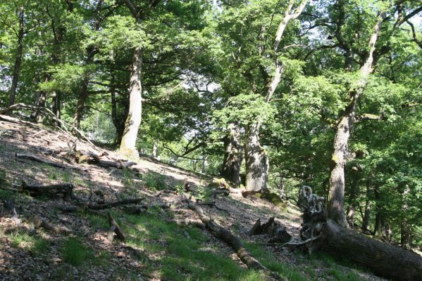 Veľký Klíž, 21.5.2016
Suťový les na vrchu Veľká Suchá - jihovýchodní svah.
Klíčová slova: Veľký Klíž vrch Veľká Suchá
