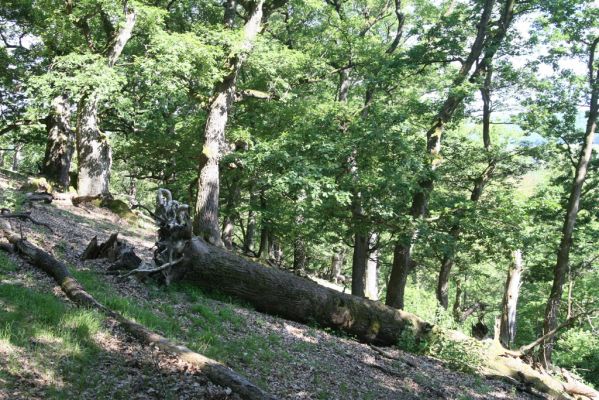 Veľký Klíž, 21.5.2016
Suťový les na vrchu Veľká Suchá - jihovýchodní svah.
Keywords: Veľký Klíž vrch Veľká Suchá