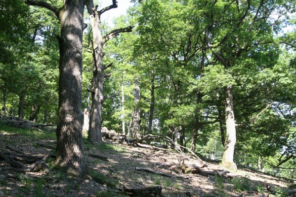 Veľký Klíž, 21.5.2016
Suťový les na vrchu Veľká Suchá - jihovýchodní svah.
Klíčová slova: Veľký Klíž vrch Veľká Suchá