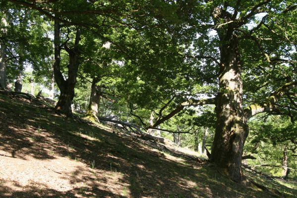 Veľký Klíž, 21.5.2016
Suťový les na vrchu Veľká Suchá - jihovýchodní svah.
Klíčová slova: Veľký Klíž vrch Veľká Suchá