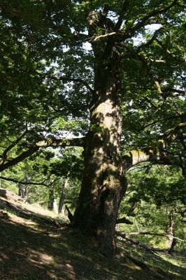 Veľký Klíž, 21.5.2016
Suťový les na vrchu Veľká Suchá - jihovýchodní svah.
Klíčová slova: Veľký Klíž vrch Veľká Suchá