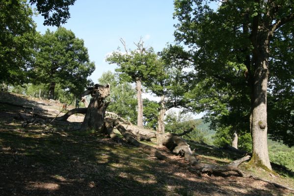 Veľký Klíž, 21.5.2016
Suťový les na vrchu Veľká Suchá - jihovýchodní svah.
Klíčová slova: Veľký Klíž vrch Veľká Suchá