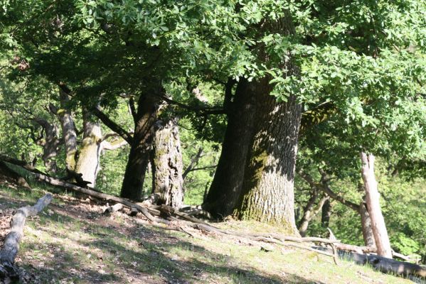 Veľký Klíž, 21.5.2016
Suťový les na vrchu Veľká Suchá - jihovýchodní svah.
Klíčová slova: Veľký Klíž vrch Veľká Suchá