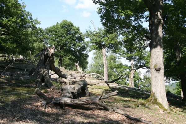 Veľký Klíž, 21.5.2016
Suťový les na vrchu Veľká Suchá - jihovýchodní svah.
Klíčová slova: Veľký Klíž vrch Veľká Suchá