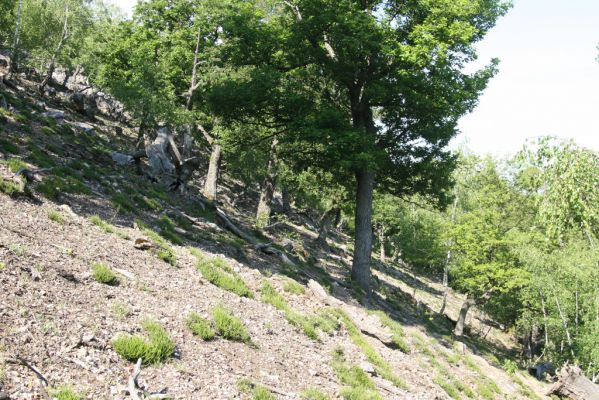 Veľký Klíž, 21.5.2016
Suťový les na vrchu Veľká Suchá - jihovýchodní svah.
Klíčová slova: Veľký Klíž vrch Veľká Suchá